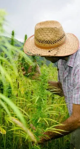 Hemp farmer in a field