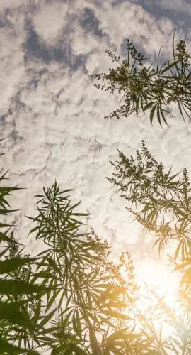 Marijuana Field During Sunset