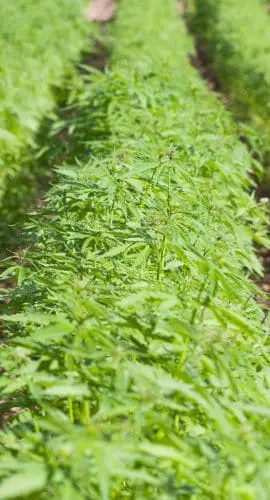 Rows of hemp growing on a farm