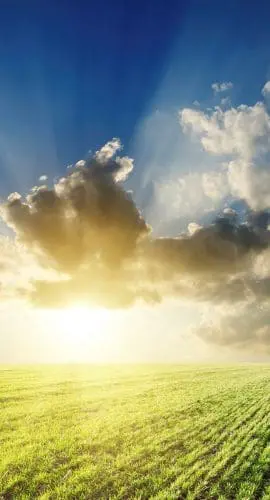 Hemp field at sunset