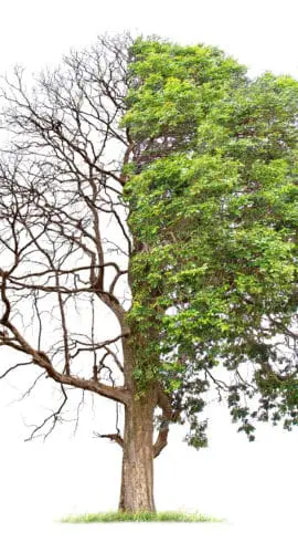 Live and dead tree isolated on a white background. Global warming or climate change concepts.